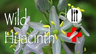 Wild Hyacinth Edible amp Medicinal [upl. by Wit]