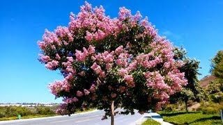 Pink Crape Myrtle Lagerstroemia indica Carlsbad California [upl. by Ardnuasac]