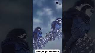 Blackthighed falconetShort videoFalconlover5 [upl. by Traggat]