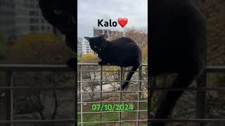 ❤️ KALO ❤️ mon chat bangladesh paris sylhet chat cat বিড়াল 2024 cats love কালো [upl. by Pennington218]