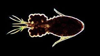 Zooplankton and Phytoplankton Slideshow [upl. by Agler]