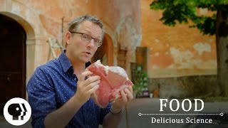 FOOD  DELICIOUS SCIENCE  The Maillard Reaction The Science Of The Sizzle  Clip  PBS Food [upl. by Fugazy]