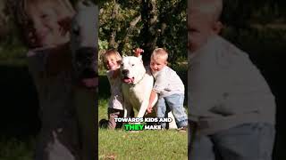 Dogo Argentino  Fierce Protector and Loving Companion [upl. by Furiya50]