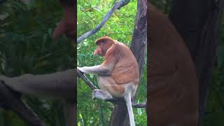 Long nosed proboscis monkey nasalis larvatus monkey proboscis cute nature wildlife HA91117 [upl. by Ainala]