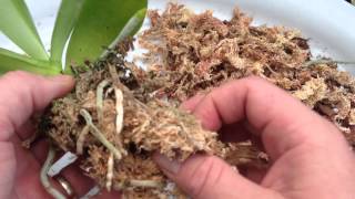 ORCHID CARE Repotting a Phalaenopsis Orchid With Keiki  How to repot an Orchid Ravenvision orchid [upl. by Lander]