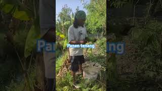 Tenang dalam panen [upl. by Derron]