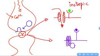 Synapse physiology [upl. by Neitsirhc]