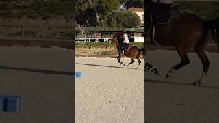 Comment faire baisser la tête de mon cheval cheval equitation horse dressage [upl. by Barris67]