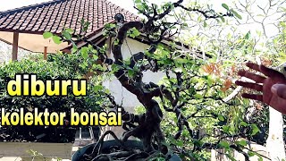 Program Bonsai Untuk Lomba Lebih Menguntungkan CEK HARGA [upl. by Torto615]