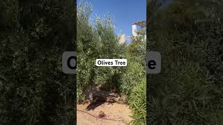 Olives Tree  Green Olives Tree  Olives Tree at our Garden short olivertree parosisland [upl. by Nylanna]