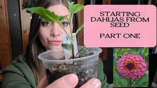 Starting dahlia seeds Part One [upl. by Lebatsirhc]