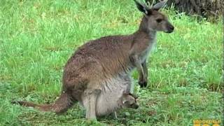 Kangaroo Kids Joeys at Brookfield Zoo [upl. by Herta]