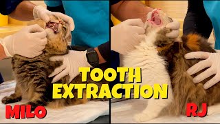 Gingivitis in Cats  Common Dental Problem For Cats  Tooth Extraction [upl. by Tigirb]