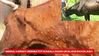 NODULYARNIY DERMATET KASALLIGINI UKOLSIZ DAVOLASH VA BOSHQA 90 KASALLIKLARGA DAVO QOʻSHIMCHA OZUQA [upl. by Greenwell796]