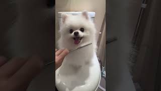 Une douche dog shorts youtubeshorts viralvideo [upl. by Herries]