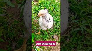 1 Parrot Beak Aseel Chicks For Sale Contact No  9439392544 28 July 2023 [upl. by Sherri]