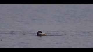 Perkoz zausznik  Blacknecked grebe  Podiceps nigricollis [upl. by Nerraj]