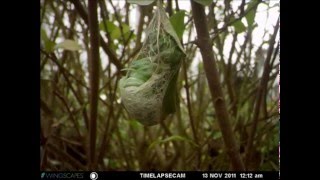 Atlas moth spinning cacoon  time lapse [upl. by Huckaby]