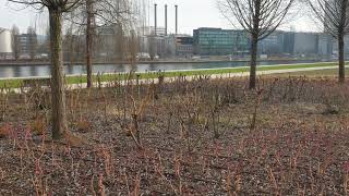 Novartis campus basel river front [upl. by Etessil]