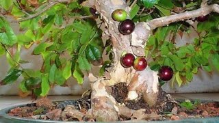 Secrets to Fruiting Jabuticaba Bonsai Essential Care Guide [upl. by Tedric]