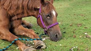 Elderly horse sedated for hoof trim [upl. by Zolly]