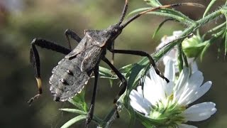 Leaffooted Bug  Adult Acanthocephala terminalis [upl. by Evoy]