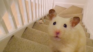 😤 HAMSTER VS STAIRS 💪💦 [upl. by Tut]