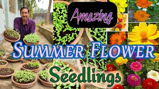 Amazing Results of Summer Flower Seeds Germination in this way [upl. by Buff]