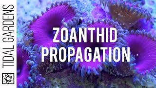 Zoanthid and Palythoa Coral Propagation [upl. by Woll]