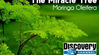 Discovery Channel  Moringa Oleifera [upl. by Iretak]