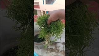 Guppy grass plant  Guppy Grass Cultivation in home  Easy maintenance aquarium plant [upl. by Dedra207]