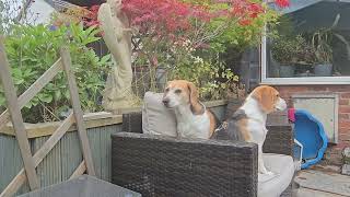 Beagles Howling Around [upl. by Milah]