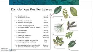 Dichotomous Key Reading [upl. by Ahsitram558]