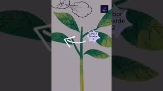 Photosynthesis animation  biology nature plant physiology [upl. by Rolandson]