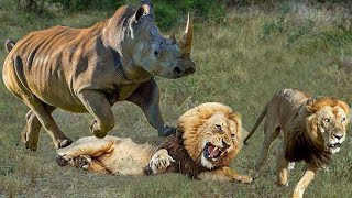 Rhino Vs Lion  Rhino attack frenzy  Frightened Lion King Runs Away [upl. by Zeiger]