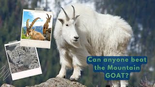 Are Mountain Goats the Ultimate Climbers What animals can rival them [upl. by Korten]