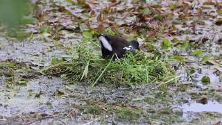 Moorhen nest building [upl. by Alleul]