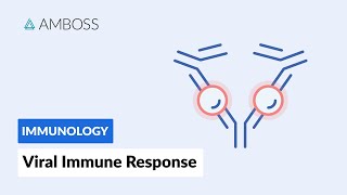 Immune Response to Viruses How the Body Reacts [upl. by Adlihtam]