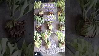 Unboxing Simbar Menjangan Plat Ridleyi Cabutan natural platycerium tanamanhias tandukrusa [upl. by Ahseem]