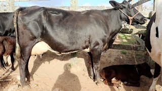 MUITAS VACAS LEITEIRAS NA FEIRA DE CAPOEIRAS PE CANAL SIMAO PECUARISTA 2 de fevereiro de 2024 [upl. by Eninahs]