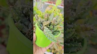 Lifesaver Cactus Huernia zebrina propagation 🌵❤️ succulentcare succulent succulentpropagation [upl. by Carolus]