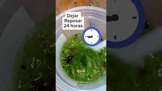 INSECTICIDA CASERO PARA LOS MOSQUITOS MUY EFECTIVO ✅👍🏻 [upl. by Aihcila]