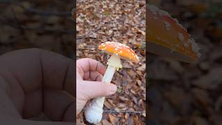 La toxicité par contact champignon educatif apprendresuryoutube mycologie amanitetuemouche [upl. by Wilkison]