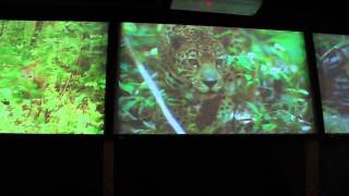 Cat Film at the Philadelphia Zoo [upl. by Aenitsirhc]