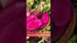 Japanese daikon Radish Seeds [upl. by Hniv]