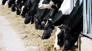 Principales Riesgos que se Presentan en Vacas Gestantes  TvAgro por Juan Gonzalo Angel [upl. by Rhee169]