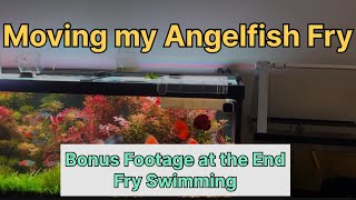 Angelfish Fry are moving Bonus footage [upl. by Atinehs]