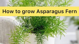 How to Grow and Care for Asparagus Fern [upl. by Mariken]