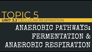 AP Biology Anaerobic Pathways [upl. by Findley153]