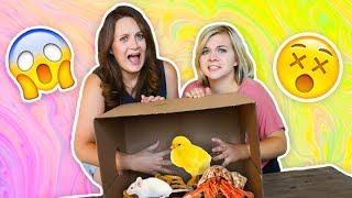 WHATS IN THE BOX CHALLENGE 😱 ft Missy  SoCassie [upl. by Kentiggerma781]